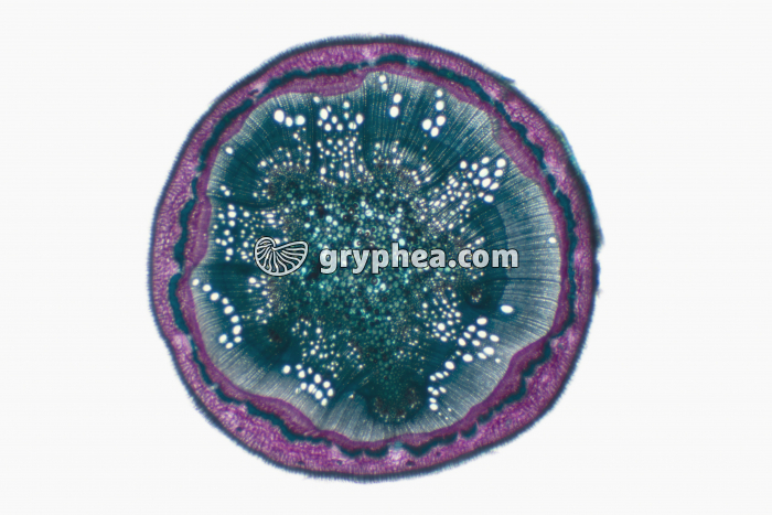 Tige de Chêne jeune CT x7 - gryphea.com